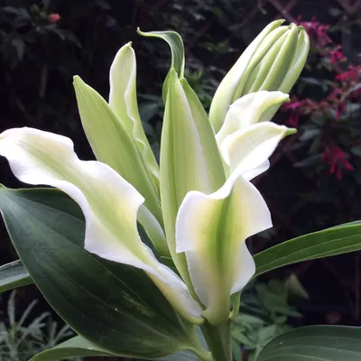 Double White Oriental Lily Bulbs For Sale Online | Polar Star – Easy To  Grow Bulbs