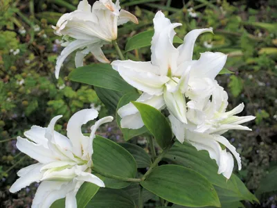 Lilium 'Polar Star', Lily 'Polar Star' (Oriental) in GardenTags plant  encyclopedia