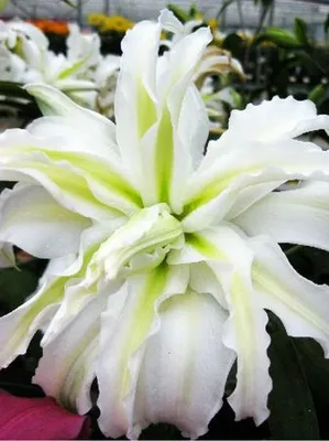 Lilium Polar Star Stock Photo - Alamy