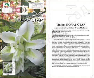 Buy Polar Star Lilium Bulbs (Double Oriental) x5 - Bagh.pk