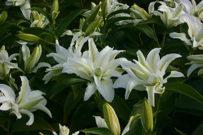 LILIUM POLAR STAR. WHITE LILY Stock Photo - Alamy