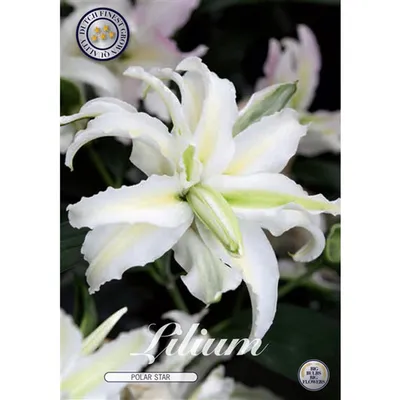 Lily - Lilium x hybridum Double Polar Star | Garden-en.com