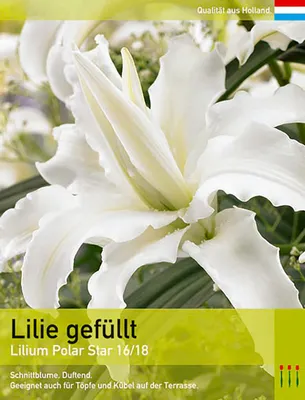 Photo Lily Double Polar Star | About-garden.com