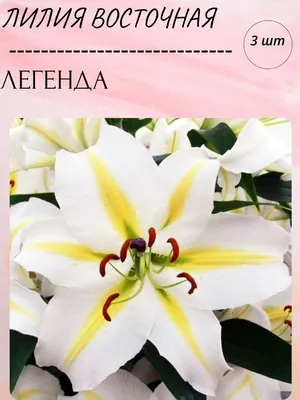 Lilium 'Polar Star'