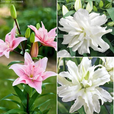 40282 Lilium Polar Star - Valentine E-shop