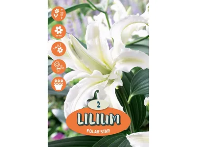 Lilium \"Polar Star\" | OBI