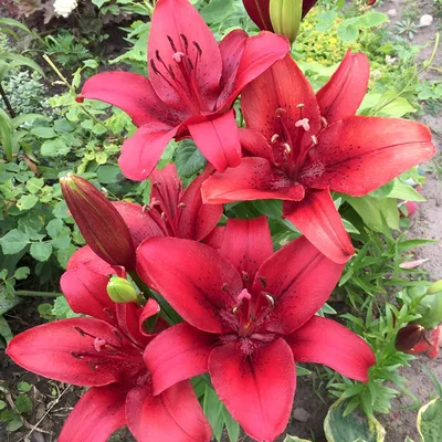 Lilium Oriental Double Polar Star | 2 Bulbs Per Pack