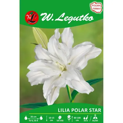 Lilien Lilium Polar Star Weiss Höhe 150 cm kaufen bei OBI