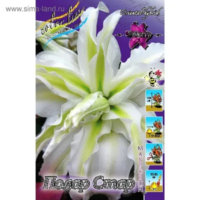 Pack x3 Double Flowering Lillium Lily ''Polar Star'' WPC Prins Bulbs/Tubers  | eBay