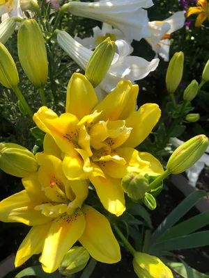 Лилия трубчатая Регале Lilium trumpet Regale - купить луковицы цветов с  доставкой по Украине в магазине Добродар