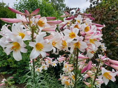 Купите лилия регале 🌹 из питомника Долина роз с доставкой!