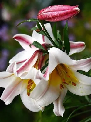 ყვავილები-flowers - lilium regale----Ли́лия царственная, или лилия  королевская, или лилия тибетская, или лилия регале, или лилия китайская |  Facebook