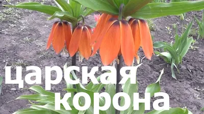 Фритиллярия или \"Царская корона\". Рассказ Маши о легенде о прекрасном  цветке | От фантастики в искусстве до реальности в жизни | Дзен