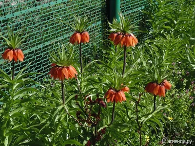 Лилия луковиценосная, царская корона, огненная лилия – Lilium bulbiferum L.  — Мегаэнциклопедия Кирилла и Мефодия — медиаобъект