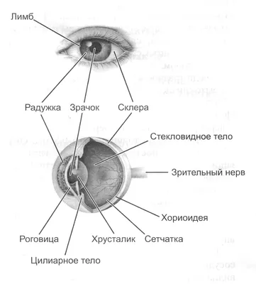 Лимб глаза фото фото