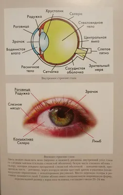 Dr. Eremenko Irina - Роговица. Лимб.👁 #еременко_состояниеглаза ⠀  ▪️Роговица это уникальная биологическая линза, которая преломляет и  пропускает свет в глаз. В норме горизонтальный размер у взрослого человека  10-12мм, редко до 13 мм,