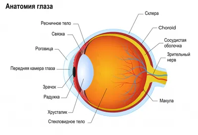 Помутнение роговицы глаза (бельмо) - причины появления, диагностика и  лечение в Москве