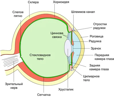 Рис. 128. Расстояние линии прикрепления прямых мышц глазного яблока от…