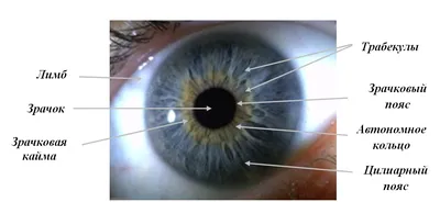 Дмитриева Л. В. Радужная оболочка глаза как объект портретной экспертизы -  Энциклопедия Судебной Экспертизы
