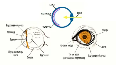 рис. 2. Фотография глаза ребенка с наследственной врожденной глаукомой…