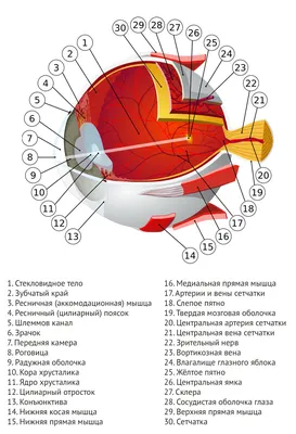 Кератоконус — ПРИЗ