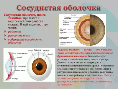 International Ophthalmology