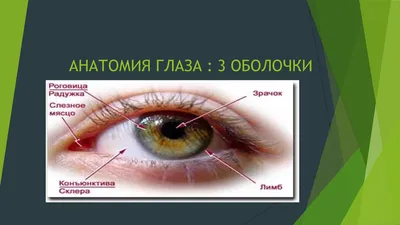 Презентации - Анатомия глаза - АНАТОМИЯ ГЛАЗА : 3 ОБОЛОЧКИ К периферической  части органа зрения - Studocu