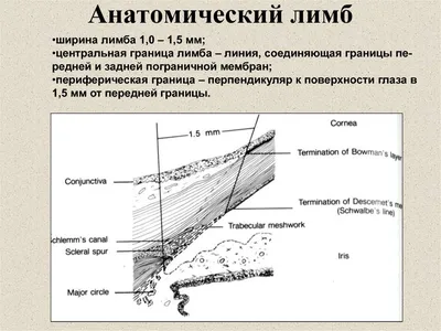 Характеристика культур клеток, полученных из лимба человека – тема научной  статьи по биотехнологиям в медицине читайте бесплатно текст  научно-исследовательской работы в электронной библиотеке КиберЛенинка