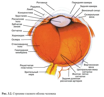 Устройство человеческого глаза (фокусное расстояние, угол обзора и  зуммирование) | ВКонтакте
