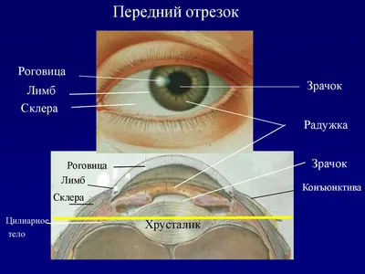 Патогенетические особенности течения краевого сосудистого кератита у  лошадей – тема научной статьи по ветеринарным наукам читайте бесплатно  текст научно-исследовательской работы в электронной библиотеке КиберЛенинка