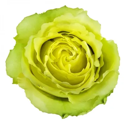Купить эквадорские розы Лимбо в СПб | Оптовая цветочная компания СПУТНИК