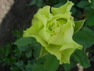 Роза Лимбо (60 см)