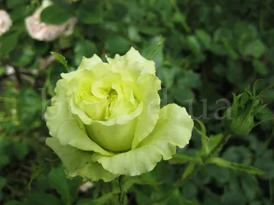Limbo roses: all year Green flowers | Green wedding flowers, Beautiful rose  flowers, Green rose