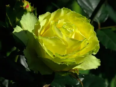 Роза Лимбо