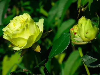 150 X Long Stems of Limbo Roses- Fresh Flower Delivery - Walmart.com