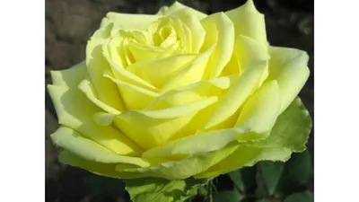 Розы: Роза чайно-гибридная \"Лимбо\"