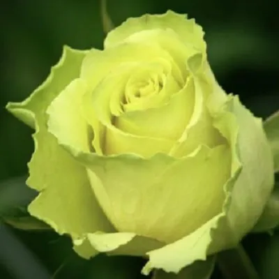 Роза \"Limbo\" купить в питомнике растений с доставкой по Волгограду и  Волгоградской области, саженцы, выращивание, посадка и уход