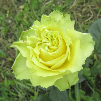 Limbo Rose | Green Roses | Fresh Wedding Roses