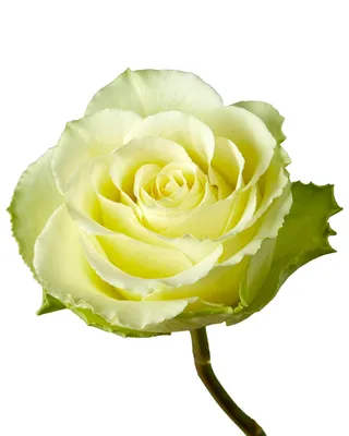 Роза Лимбо (Однолетний, ОКС) - купить Розы чайно-гибридные в Киеве и  Украине, выгодная цена Роза Лимбо в интернет-магазине Agrostore ТМ  (Агростор)