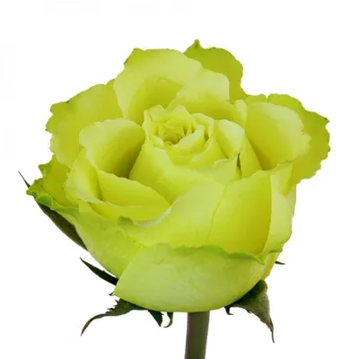 Limbo Rose | Green Roses | Fresh Wedding Roses