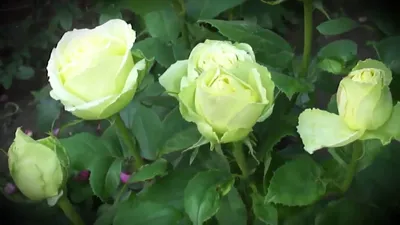 Роза Лимбо (ч.-гибрид, зелен)