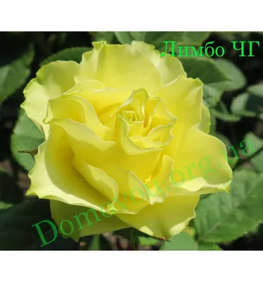 Limbo - Premium Roses - Eagle-Link Flowers