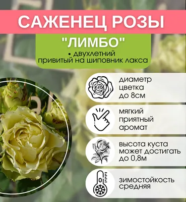 Роза \"Лимбо\" - доставка свежих цветов и букетов по Екатеринбургу