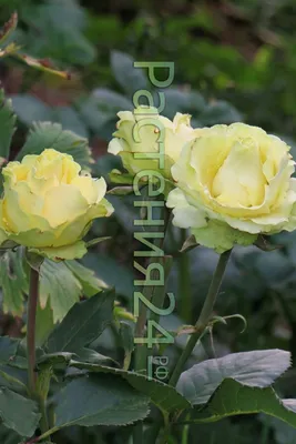 Роза \"Limbo\" купить в питомнике растений с доставкой по Самаре и Самарской  области, саженцы, выращивание, посадка и уход