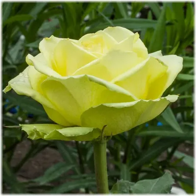 PETUNIA grandiflora LIMBO *GP* ROSE VEINED - Muller Seeds