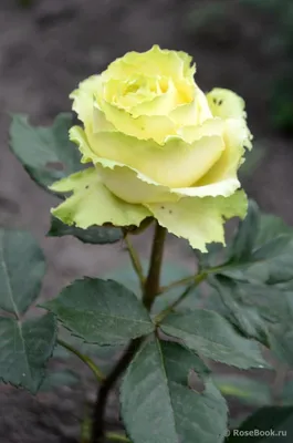 Limbo Rose | Green Roses | Fresh Wedding Roses