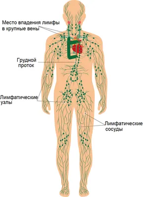 Аденоиды у детей: причины, симптомы и методы лечения | Klinik.by - Клиника  в Уручье