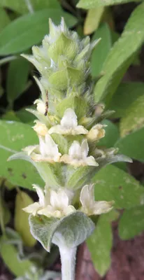 Schisandra grandiflora — Википедия
