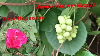 Продам комнатный цветок Лимонник в Саяногорске