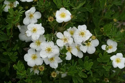 Лимонник крупноцветковый, Шизандра 'Kadsura grandiflora', купить в Ростове,  Schisandra grandiflora, оранжерейные и экзотические растения, заказать  почтой, доставка, Плодовые / фруктовые саженцы Купить растения в  Ростове-на-Дону, Интернет-магазин ...